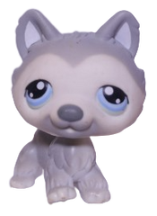 #0069 Husky