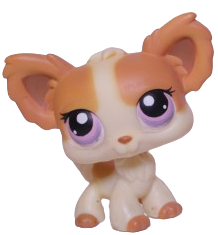 #0096 Chihuahua