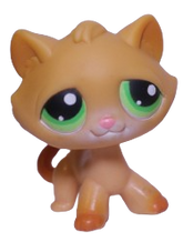 #0110 Shorthair Cat