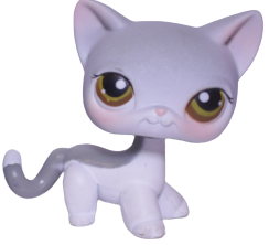 #0138 Shorthair Cat