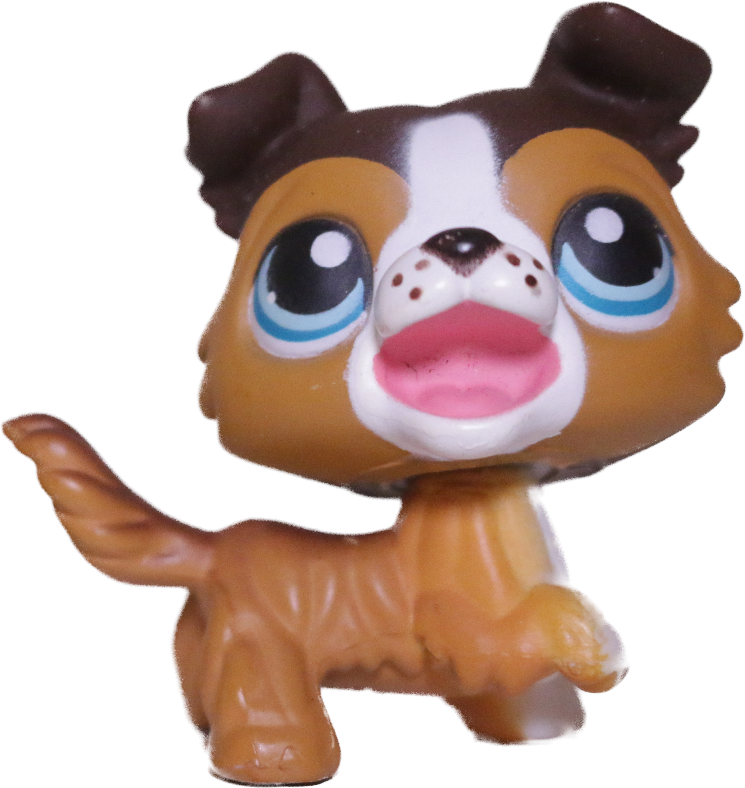#0237 Collie
