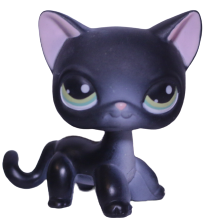 #0336 Shorthair Cat