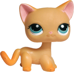 #0339 Shorthair Cat