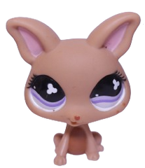 #0461 Chihuahua
