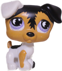 #0803 Jack Russell