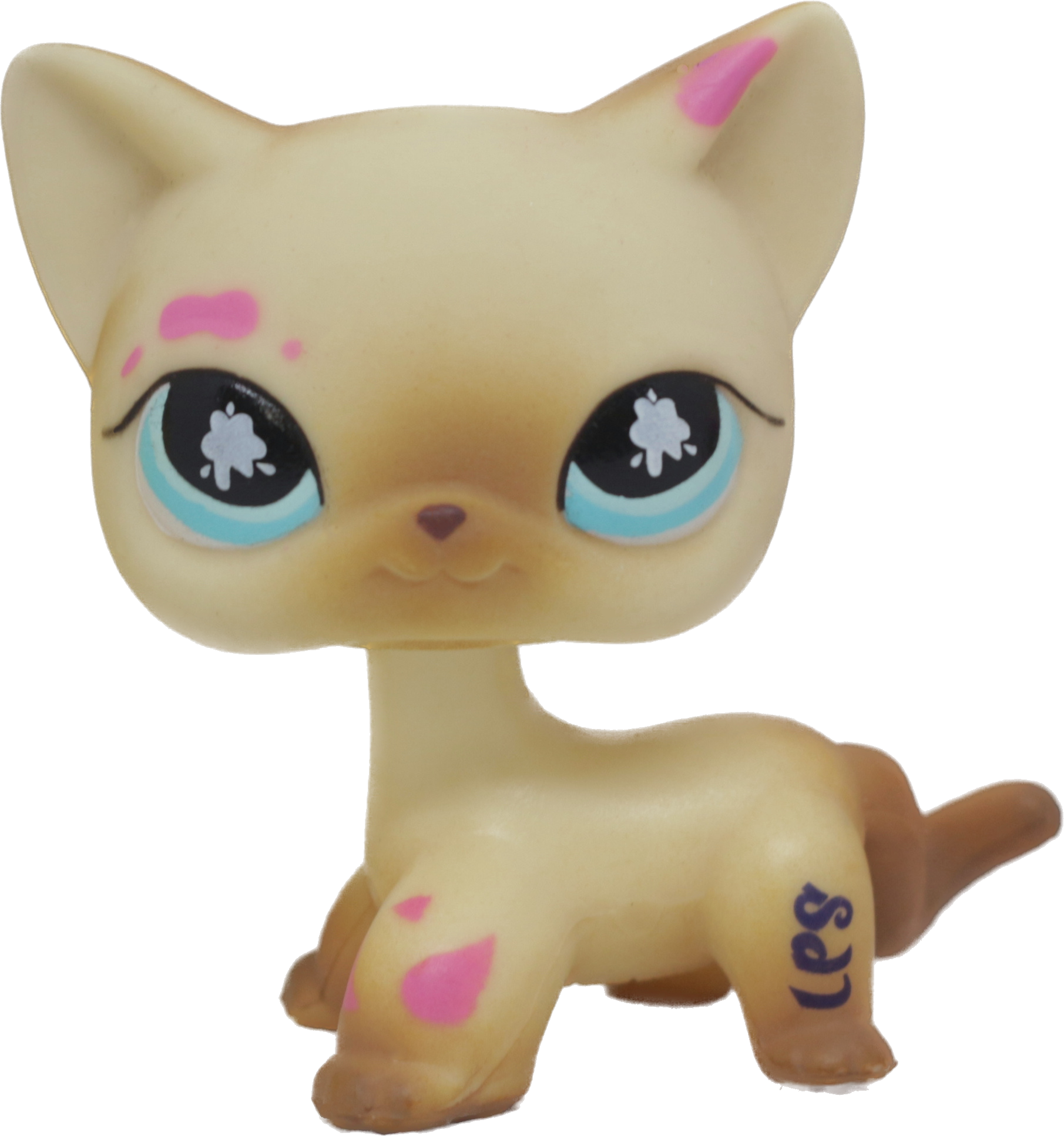 #0816 Shorthair Cat
