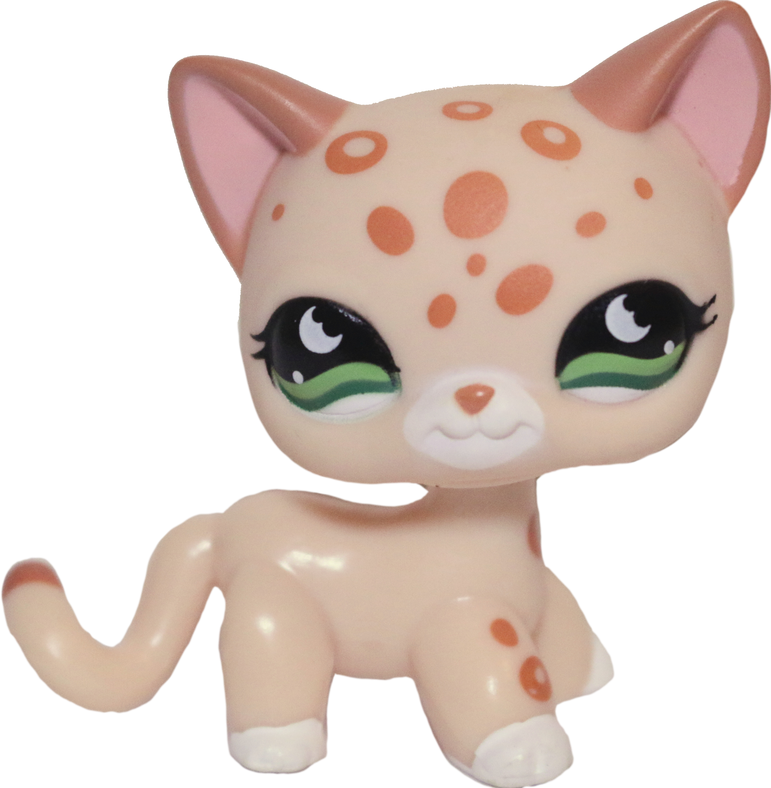 #0852 Shorthair Cat