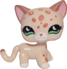 #0852 Shorthair Cat