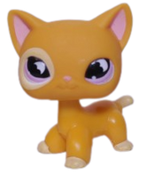#0855 Shorthair Cat