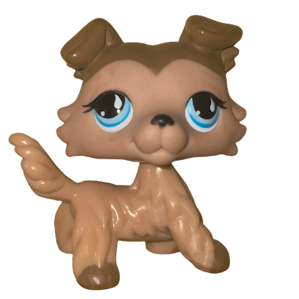#0893 Collie