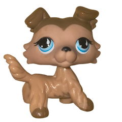 #0893 Collie