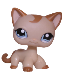 #1024 Shorthair Cat