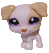 #1110 Jack Russell