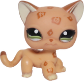 #1120 Shorthair Cat