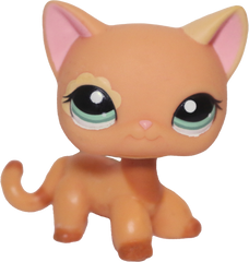 #1643 Shorthair Cat