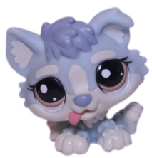 #1683 Husky Puppy