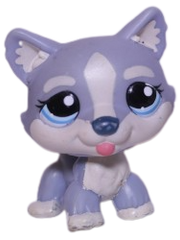 #1684 Husky