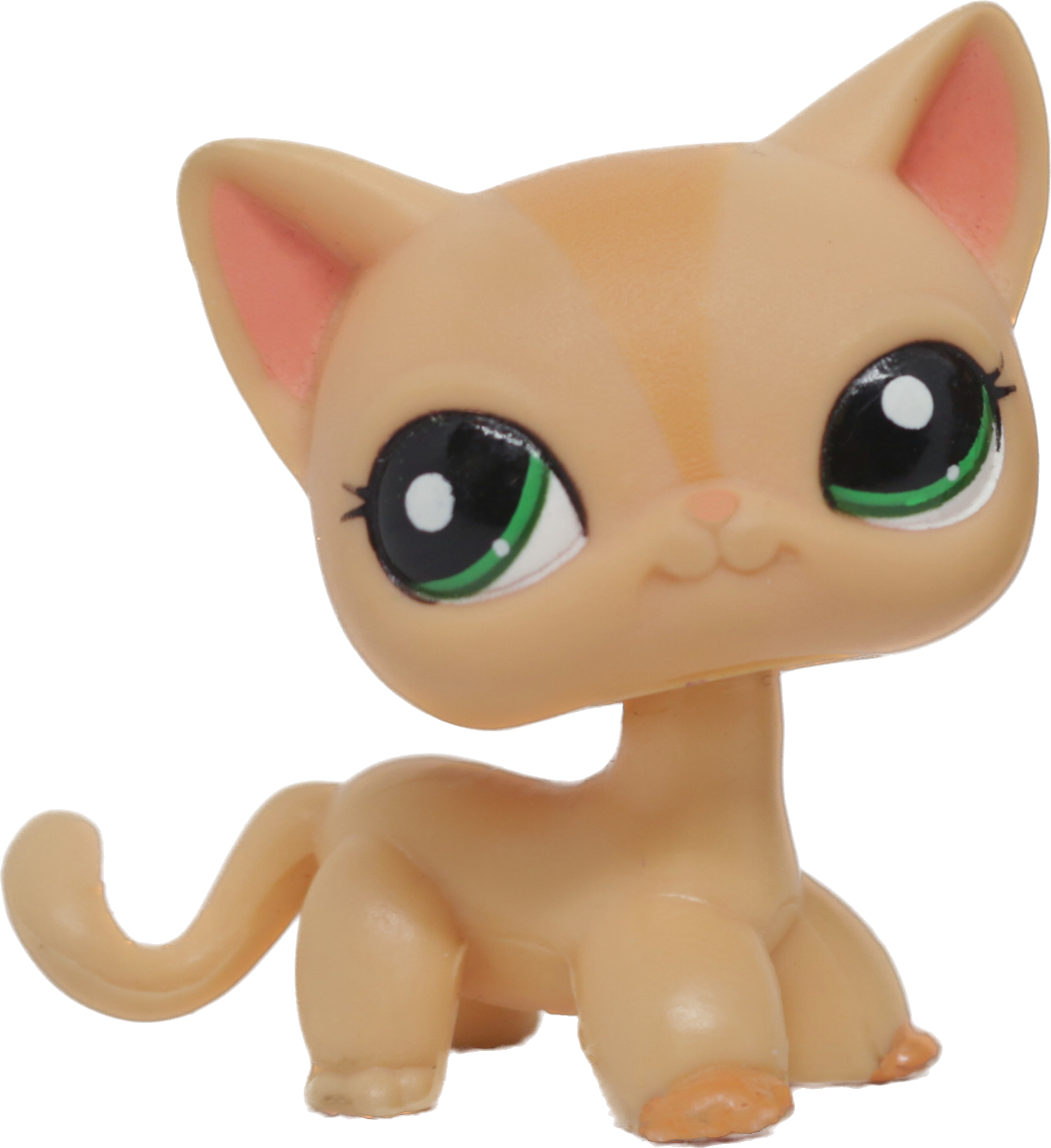 #1764 Shorthair Cat