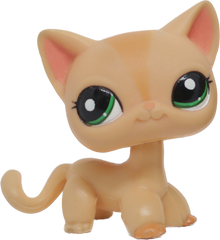 #1764 Shorthair Cat
