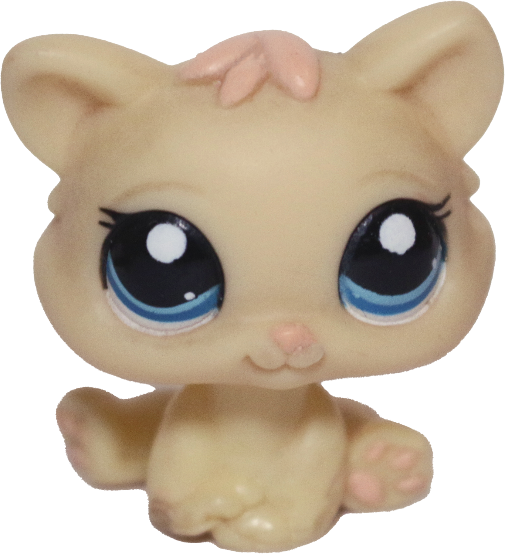 #1779 Kitten