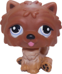 #1831 Chow Chow