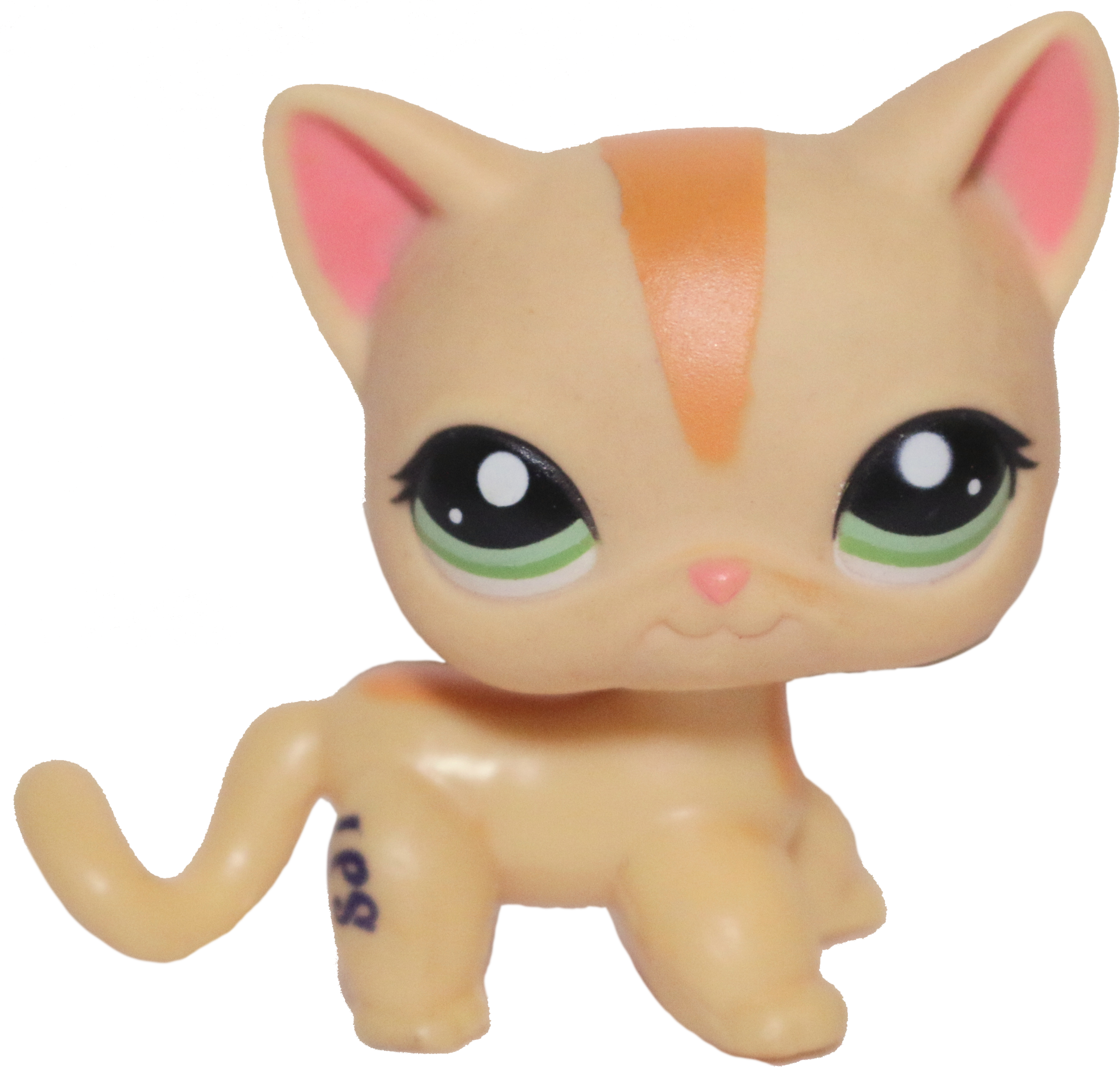 #1905 Shorthair Cat