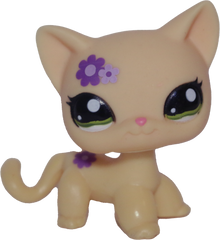 #1962 Shorthair Cat