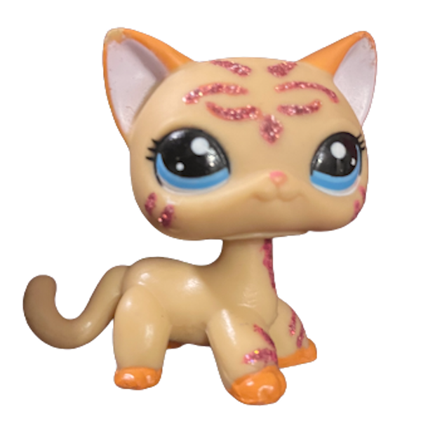 #2118 Shorthair Cat