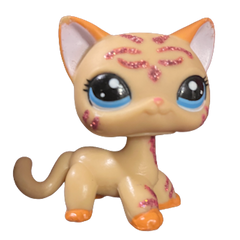 #2118 Shorthair Cat