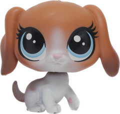 #231 Beagle