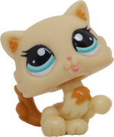 #2326 Himalayan Kitten