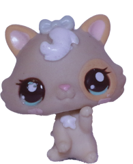 #2555 Baby Kitten