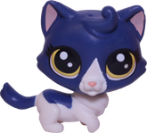 #39 Munchkin Cat "Keena Catley"