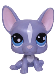 #62 French Bulldog "Buster Brindle"