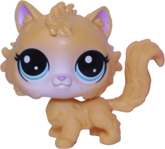 #45 Cat "Daffodil Selkirk"