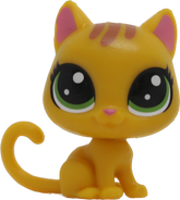 No # Mini Shorthair Kitten