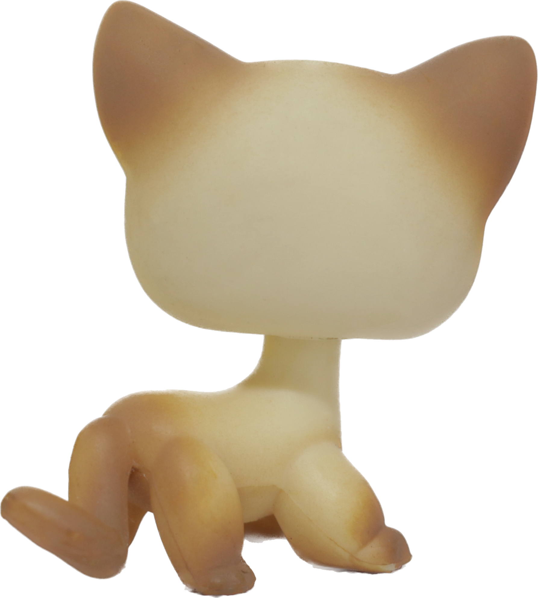 #0816 Shorthair Cat
