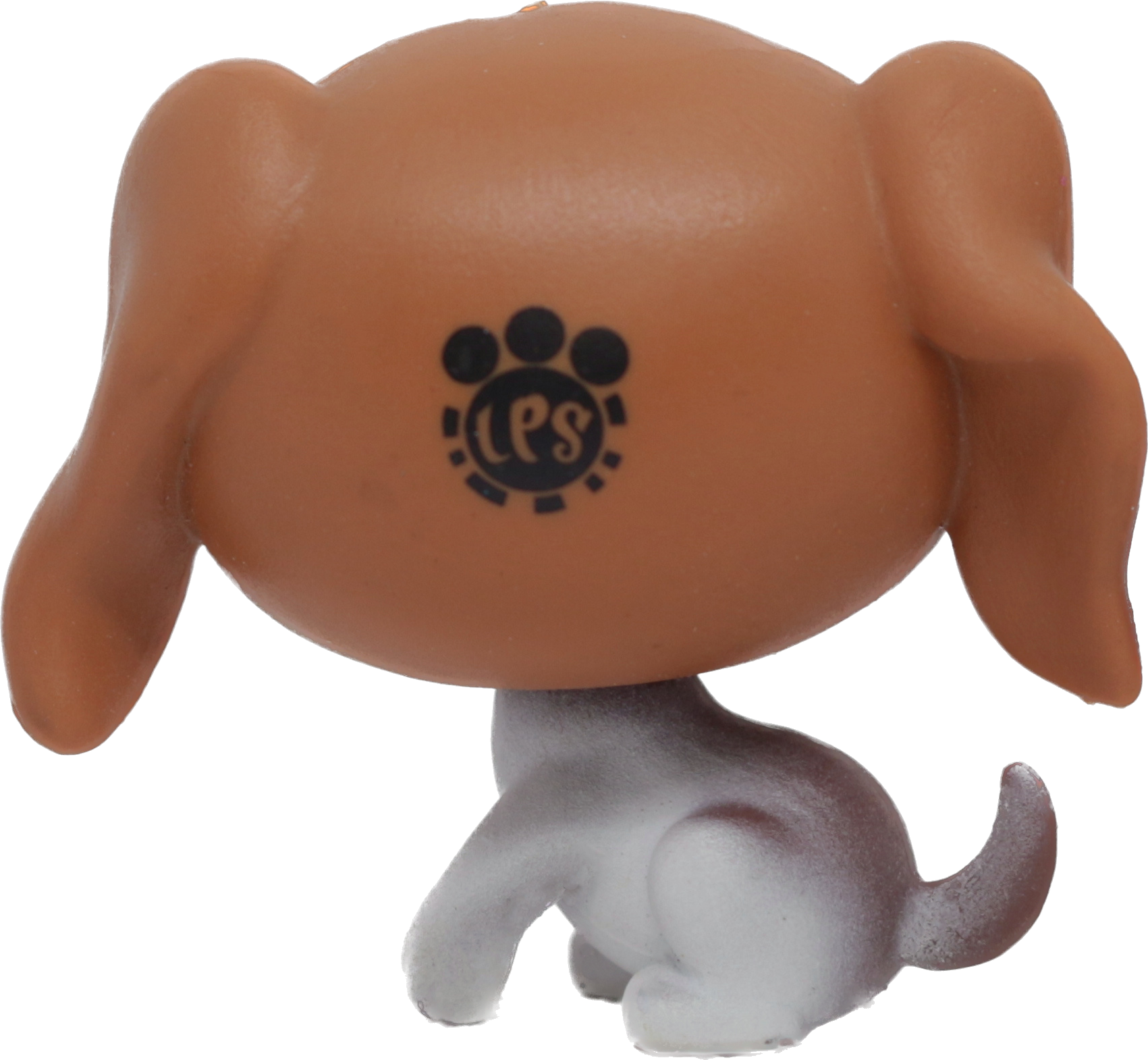 #231 Beagle