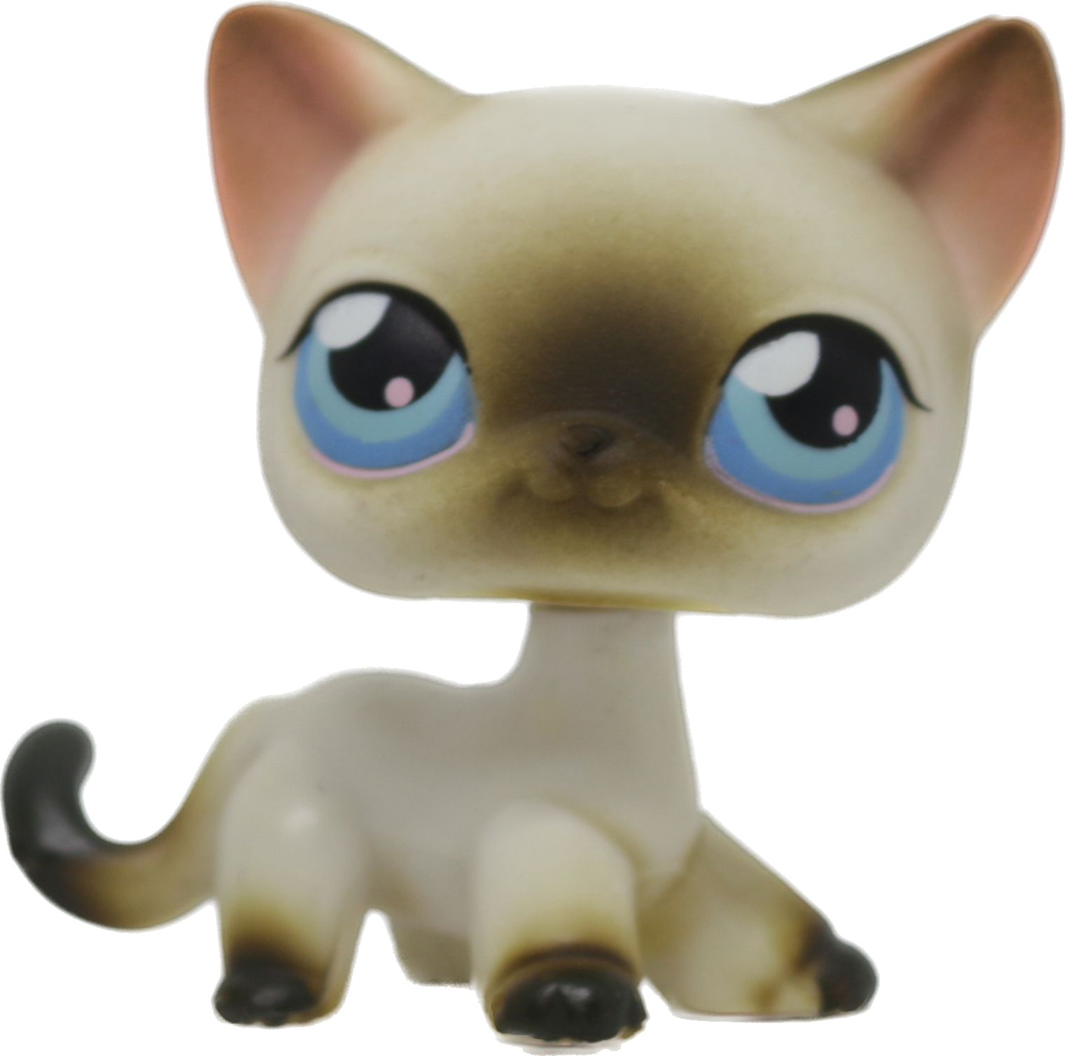 #0005 Shorthair Cat