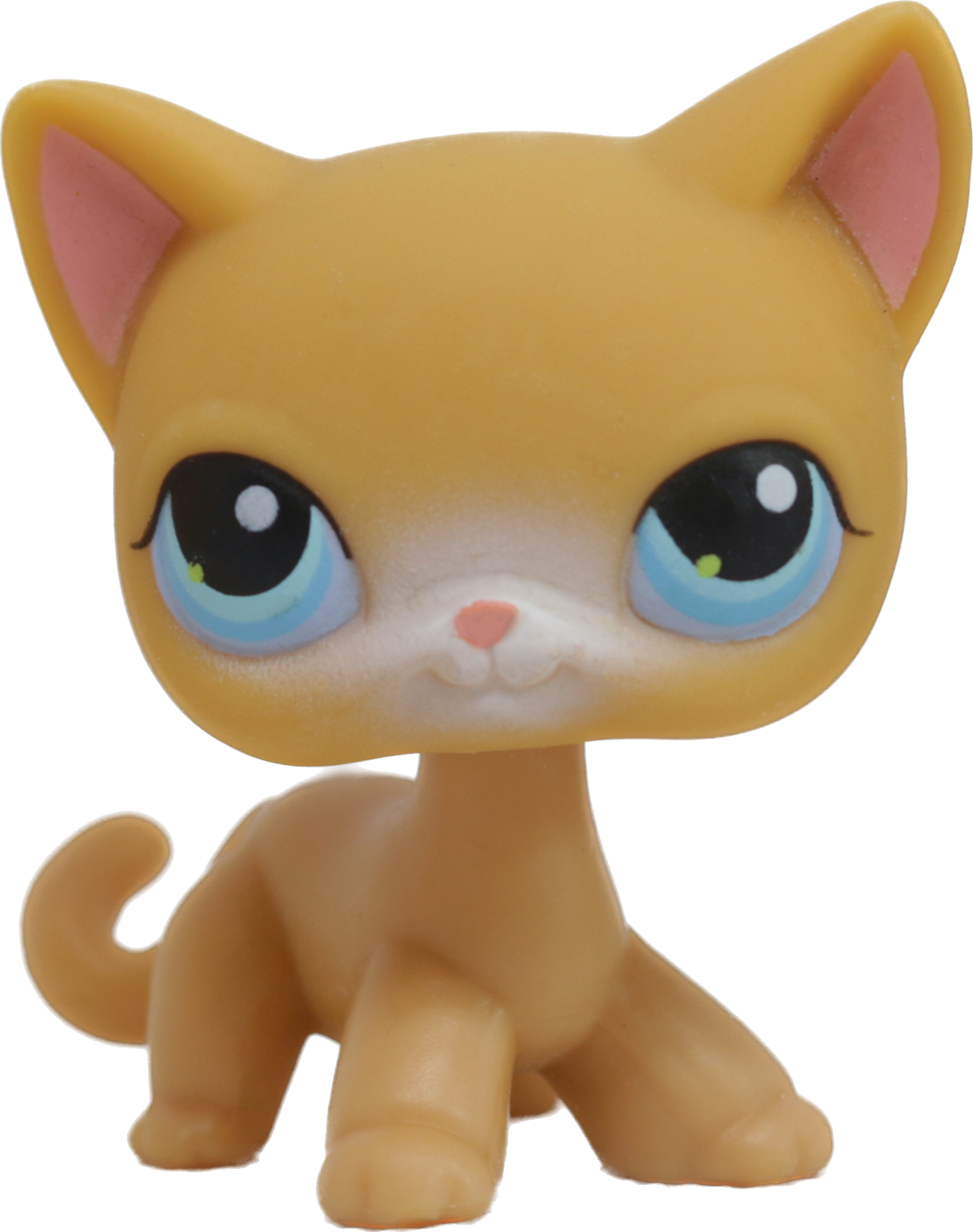 #0071 Shorthair Cat
