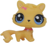 #3612 Baby Persian Kitten