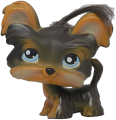 #0141 Shi Tzu
