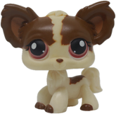 #0385 Chihuahua