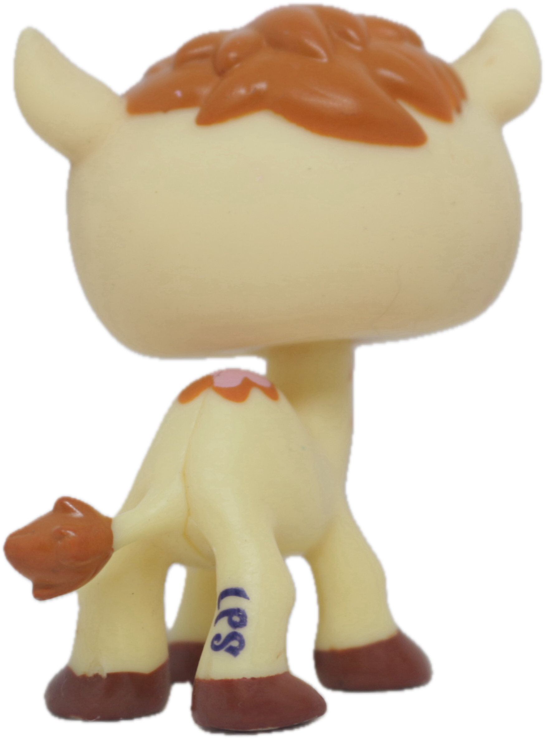 #2579 Camel