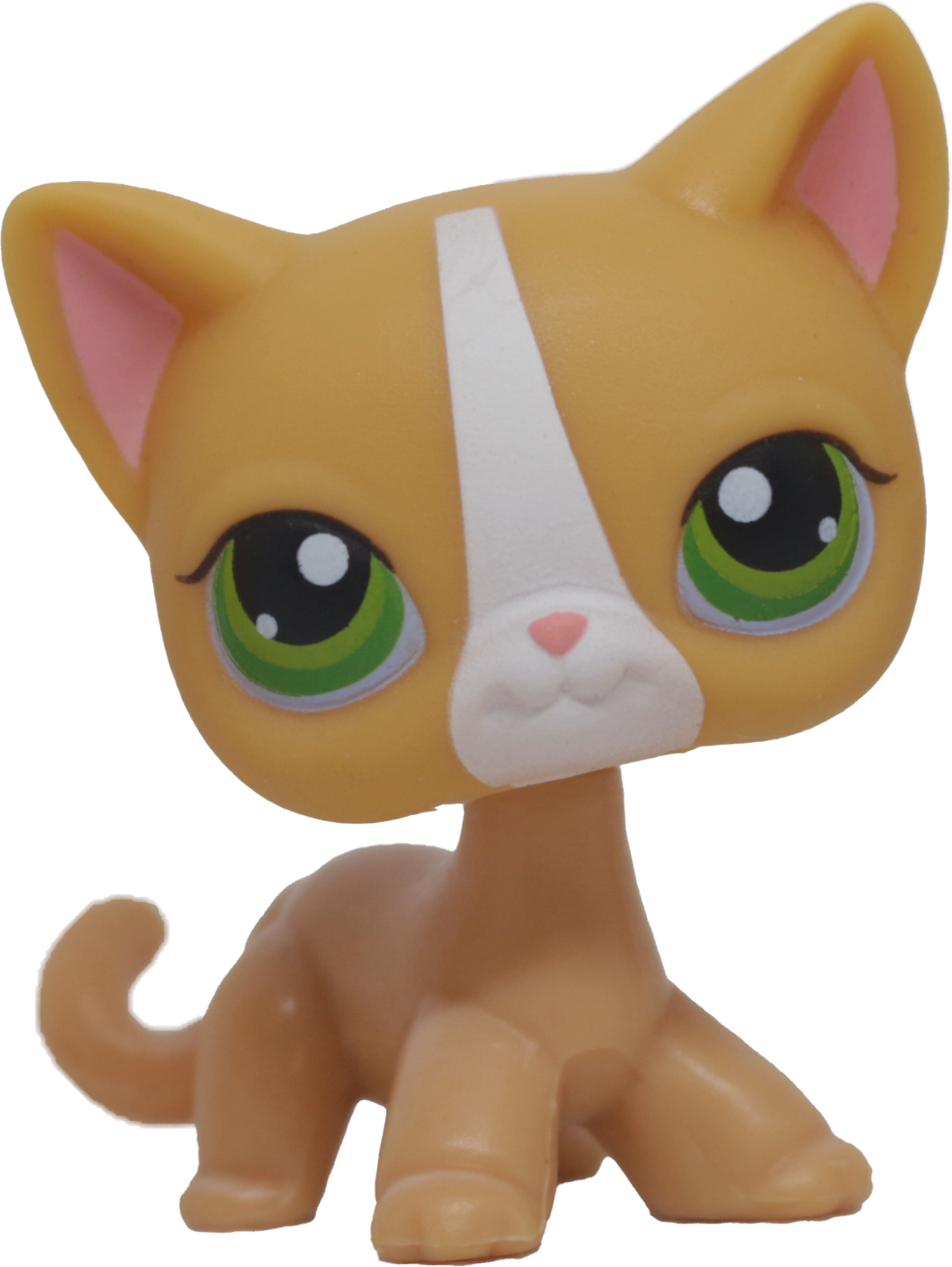 #0072 Shorthair Cat