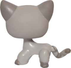 #0483 Shorthair Cat