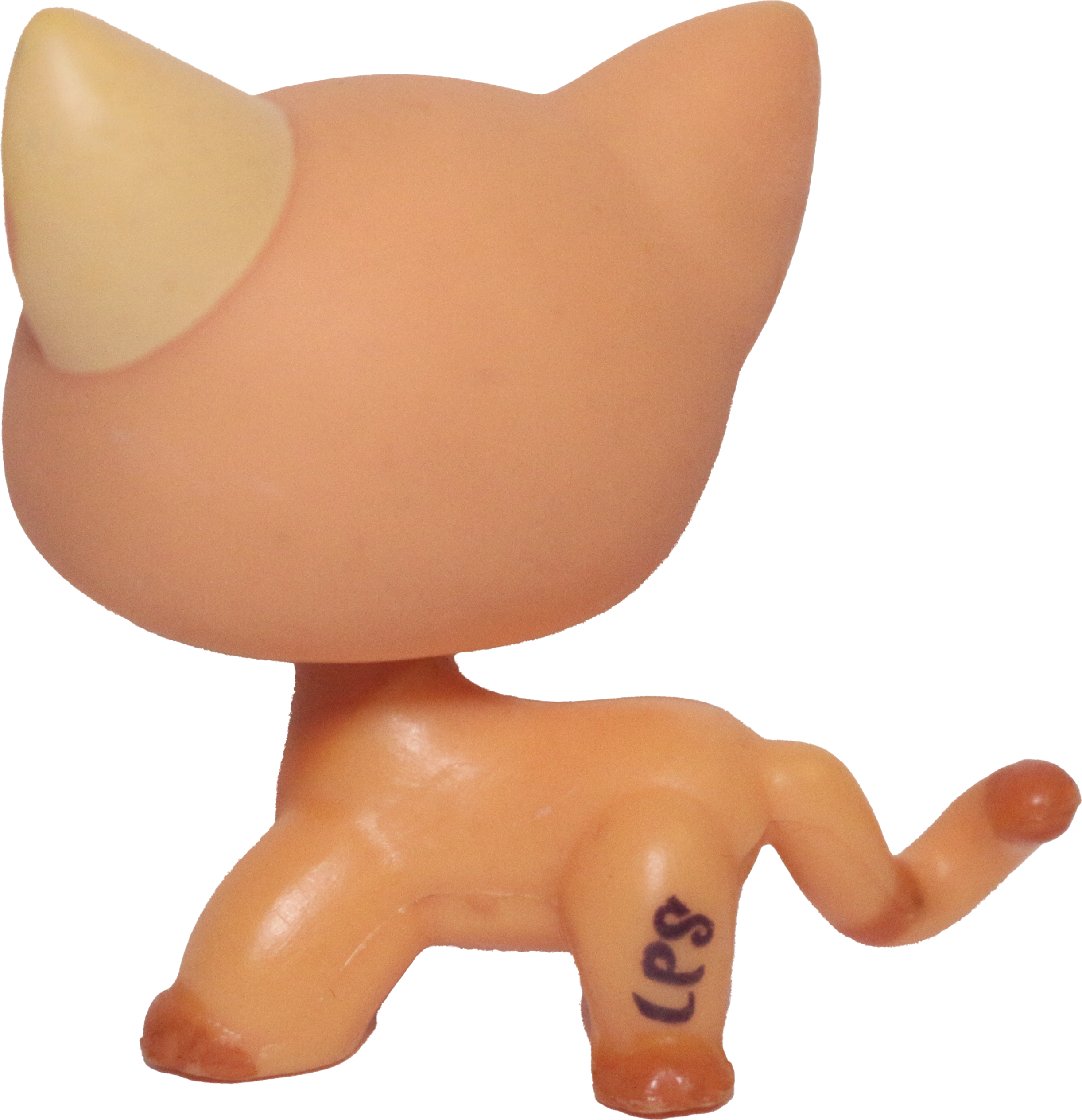 #1643 Shorthair Cat