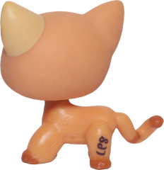 #1643 Shorthair Cat