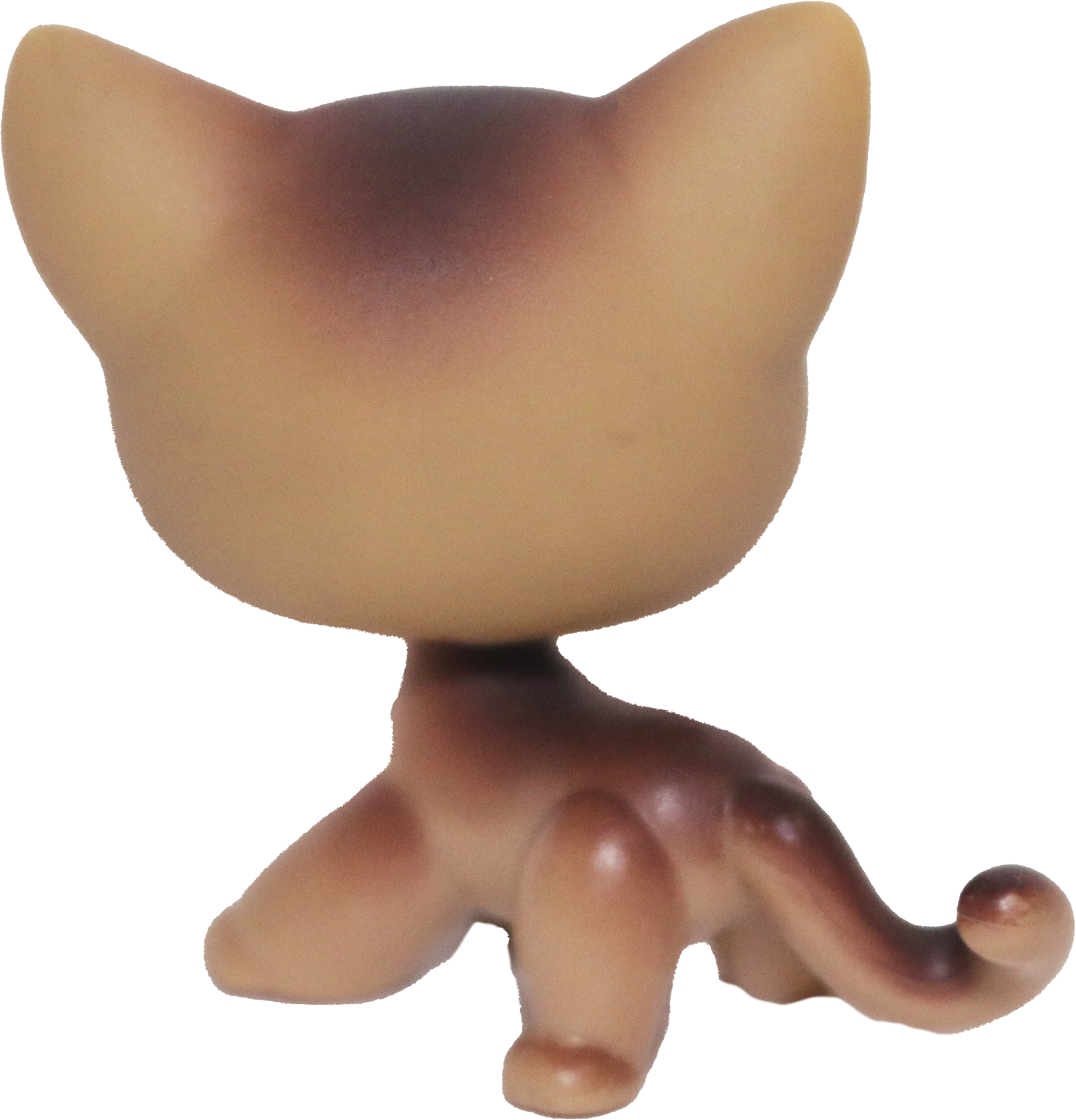 #0019 Shorthair Cat