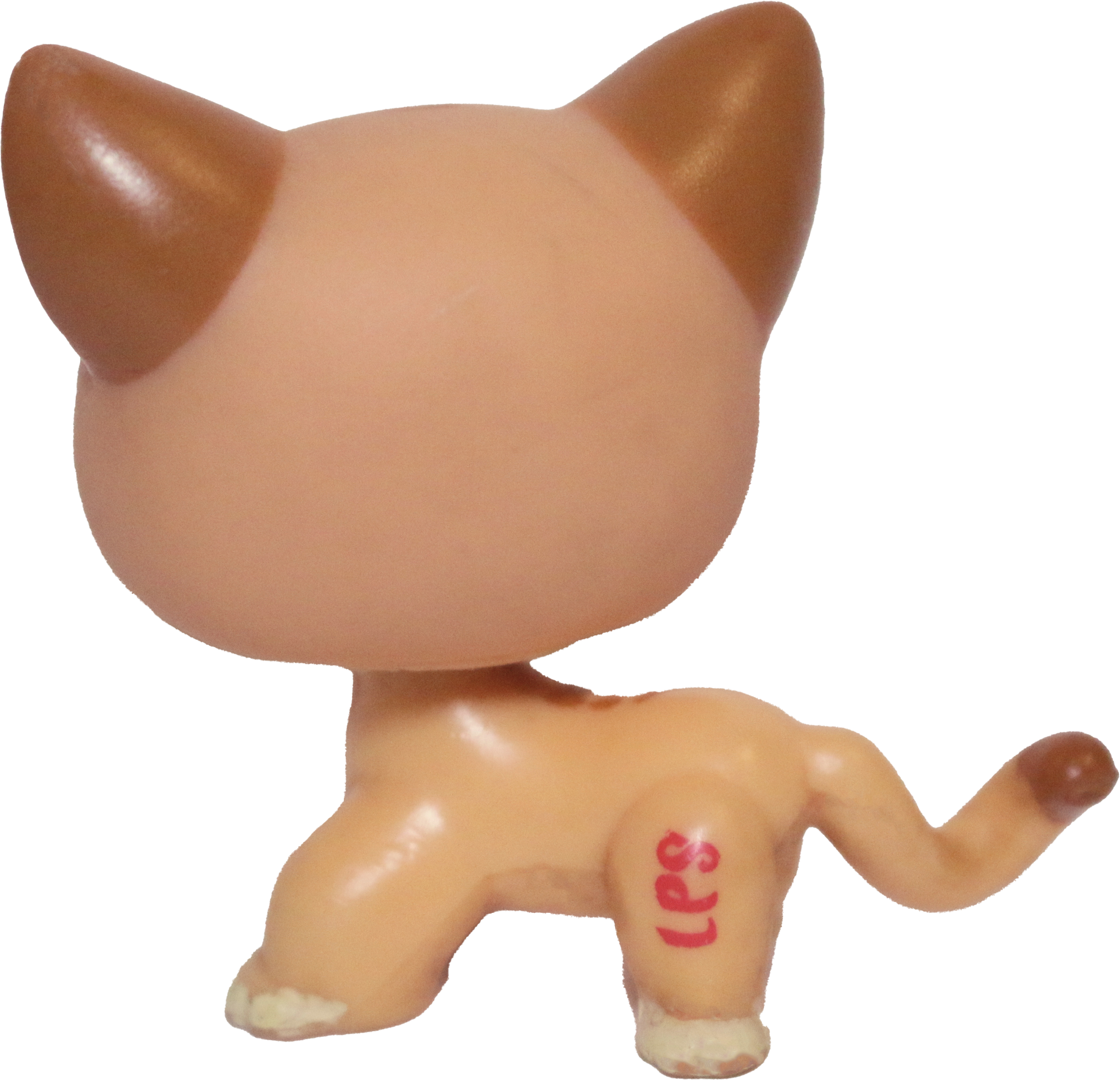 #1120 Shorthair Cat